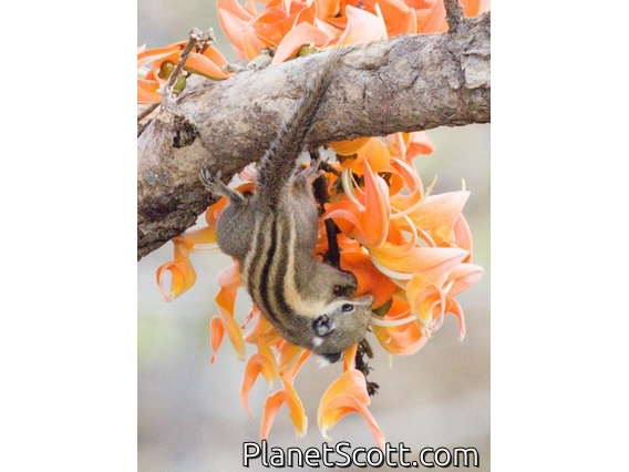 Himalayan Striped Squirrel (Tamiops mcclellandii)