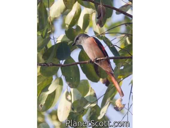 Rosy Minivet (Pericrocotus roseus)