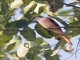 Rosy Minivet (Pericrocotus roseus)