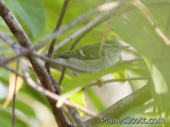 Pale-legged Leaf Warbler (Phylloscopus tenellipes)