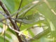 Pale-legged Leaf Warbler (Phylloscopus tenellipes)