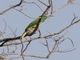 Blue-bearded Bee-eater (Nyctyornis athertoni)