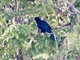 Asian Koel (Eudynamys scolopaceus)