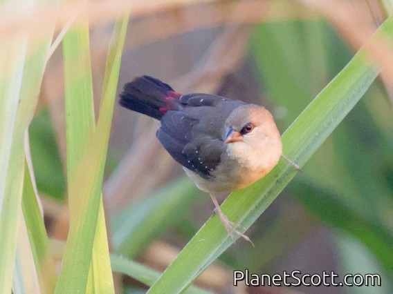 Red Avadavat (Amandava amandava) - Female