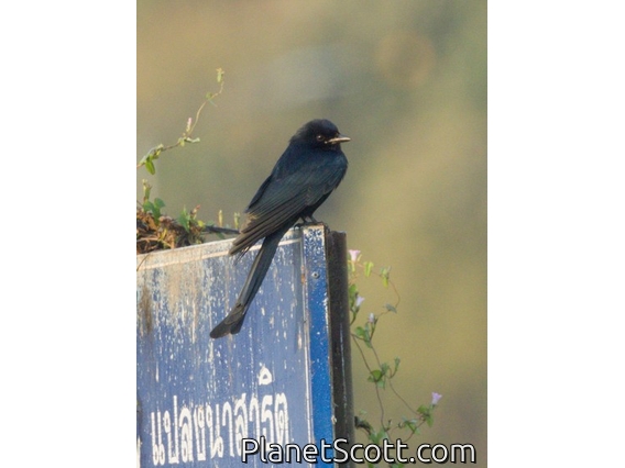 Black Drongo (Dicrurus macrocercus)