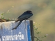 Black Drongo (Dicrurus macrocercus)