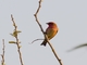 Common Rosefinch (Carpodacus erythrinus)