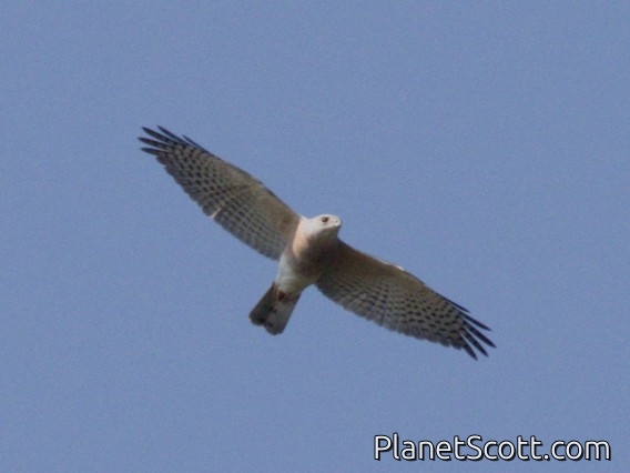 Shikra (Tachyspiza badia)
