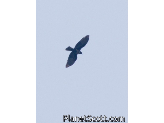 Black Baza (Aviceda leuphotes)