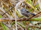 Golden-headed Cisticola (Cisticola exilis)