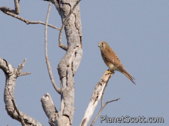 Eurasian Kestrel (Falco tinnunculus)