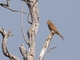 Eurasian Kestrel (Falco tinnunculus)