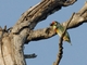 Coppersmith Barbet (Psilopogon haemacephalus)