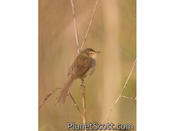 Gray-breasted Prinia (Prinia hodgsonii)