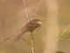 Gray-breasted Prinia (Prinia hodgsonii)