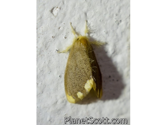 Tussock Moth (Orvasca subnotata)