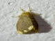 Tussock Moth (Orvasca subnotata)