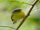 Bianchi's Warbler (Phylloscopus valentini)