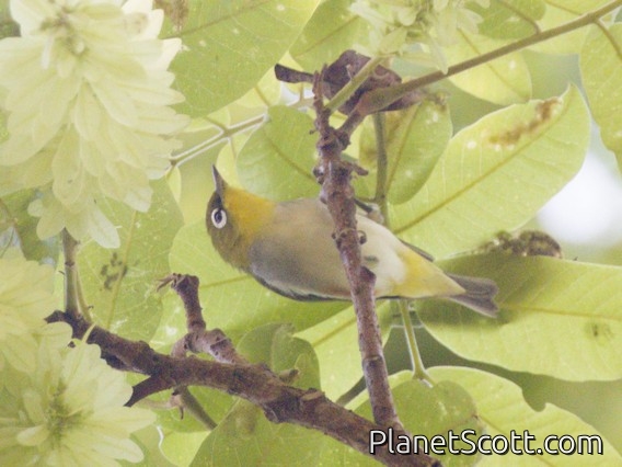 Chestnut-flanked White-eye (Zosterops erythropleurus)