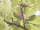 Chestnut-flanked White-eye (Zosterops erythropleurus)