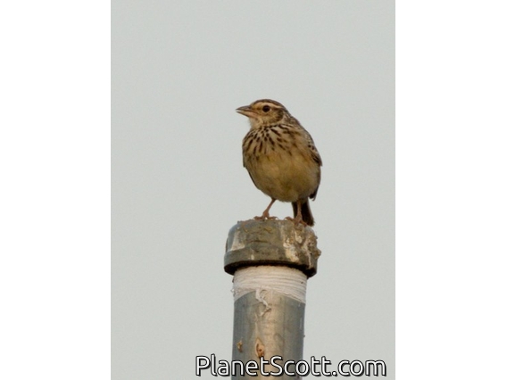 Indochinese Bushlark (Plocealauda erythrocephala)