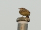 Indochinese Bushlark (Plocealauda erythrocephala)