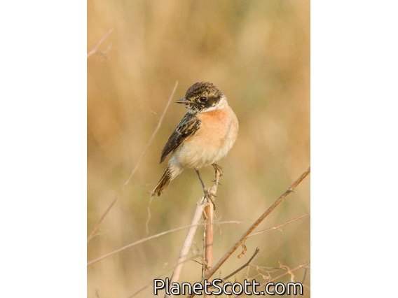 Amur Stonechat (Saxicola stejnegeri)