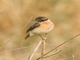 Amur Stonechat (Saxicola stejnegeri)