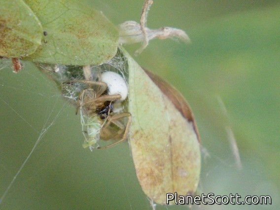 Orbweaver Spider (Araneidae sp)