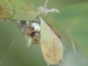 Orbweaver Spider (Araneidae sp)