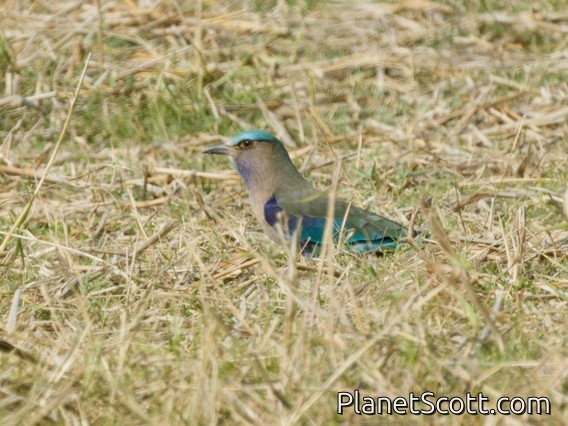 Indochinese Roller (Coracias affinis)