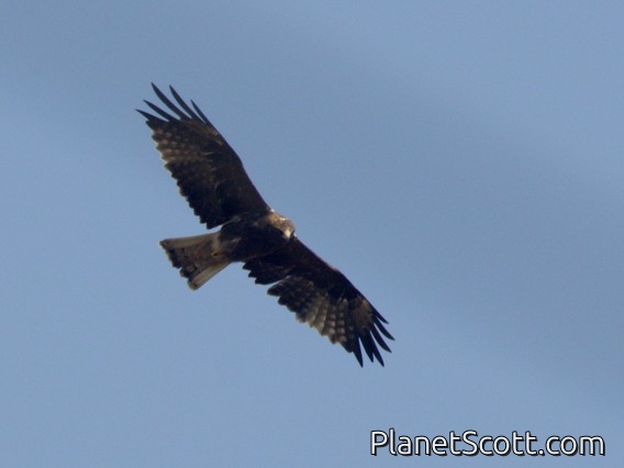 Booted Eagle (Hieraaetus pennatus)