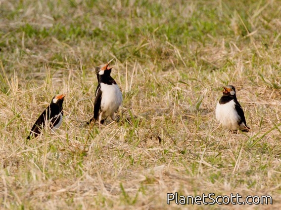 Siamese Pied Starling (Gracupica floweri)