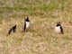Siamese Pied Starling (Gracupica floweri)