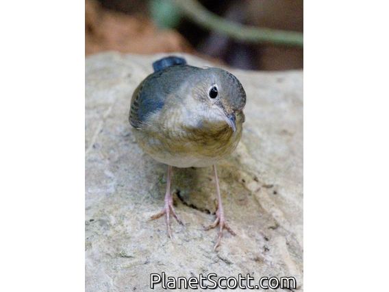 Siberian Blue Robin (Larvivora cyane)
