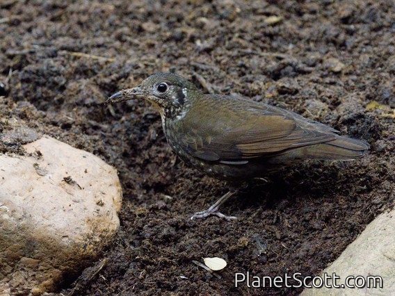 Dark-sided Thrush (Zoothera marginata)