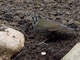 Dark-sided Thrush (Zoothera marginata)