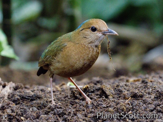 Blue-naped Pitta (Pitta nipalensis)