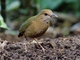 Blue-naped Pitta (Pitta nipalensis)