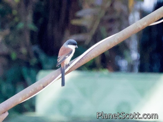 Burmese Shrike (Lanius collurioides)