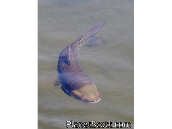Cigar Barb (Leptobarbus sp)