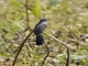 Plaintive Cuckoo (Cacomantis merulinus)