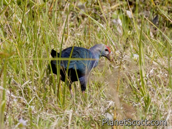 Gray-headed Swamphen (Porphyrio poliocephalus)