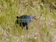 Gray-headed Swamphen (Porphyrio poliocephalus)