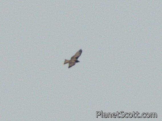 Black Kite (Milvus migrans)