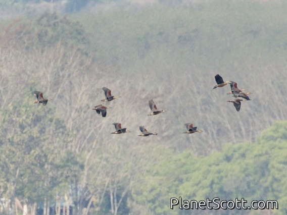 Lesser Whistling-Duck (Dendrocygna javanica)