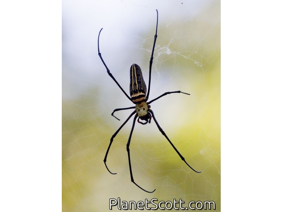 Giant Golden Orbweaver (Nephila pilipes)