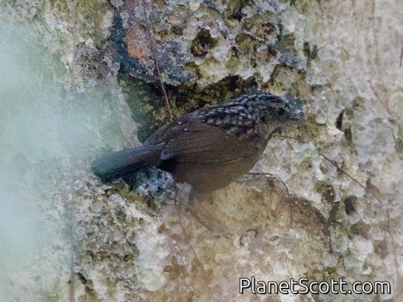 Annam Limestone Babbler (Gypsophila annamensis)