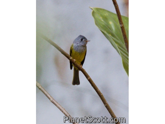 Gray-headed Canary-Flycatcher (Culicicapa ceylonensis)