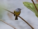 Gray-headed Canary-Flycatcher (Culicicapa ceylonensis)